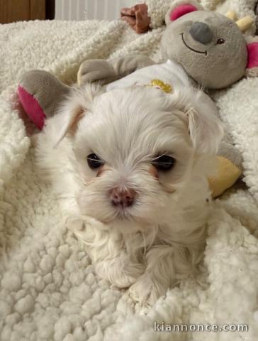magnifique chiot bichon maltais 