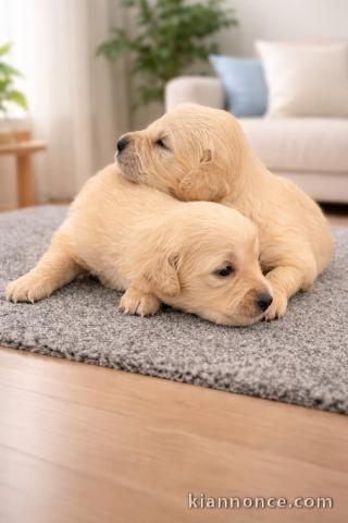 chiot golden retriever à donner 