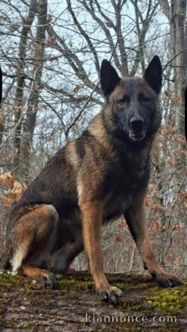 chiot berger belge à adopter 