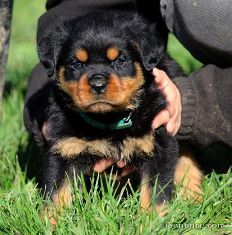 chiot rottweiler mâle a donner 