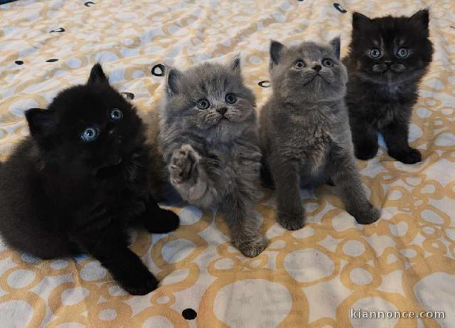 Chatons Highland Straight a donner 