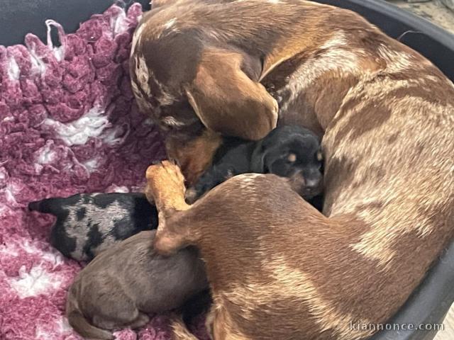 chiot teckel a donner contre bon soin 