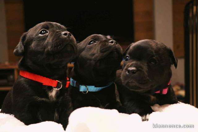 adorable chiot staffie disponible pour adoption 
