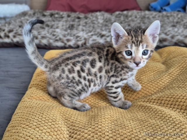 chaton Bengal mâle a donner contre bon soin 