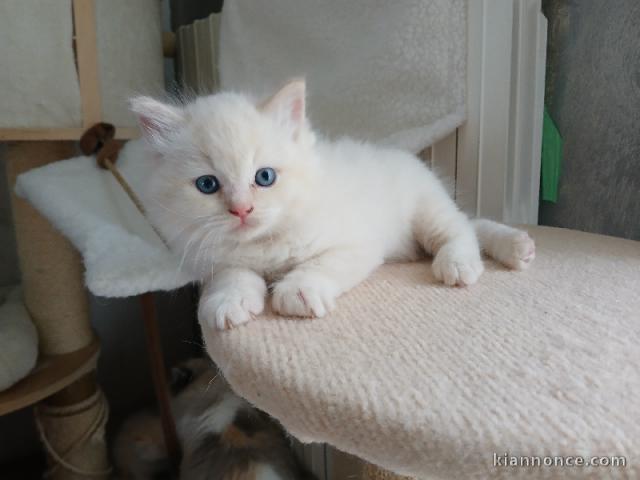 magnifique chaton ragdoll femelle 