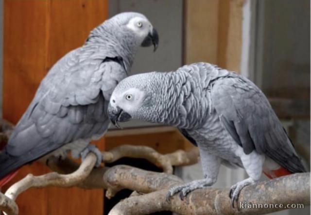 Perroquets Gris du Gabon a donner 