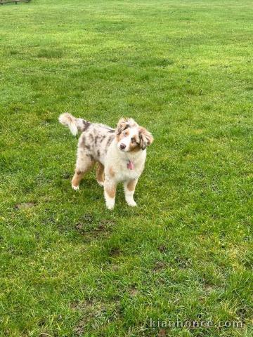 chiot berger australien mâle à placer urgent 