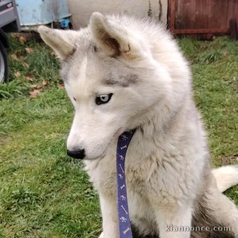 je donne chiot husky sibérien 