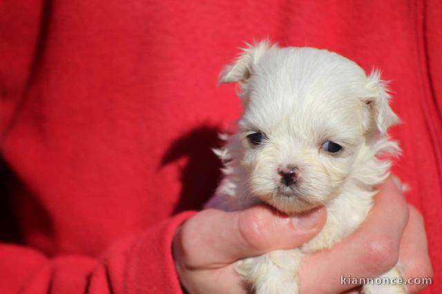 chiot bichon maltais disponible pour adoption 