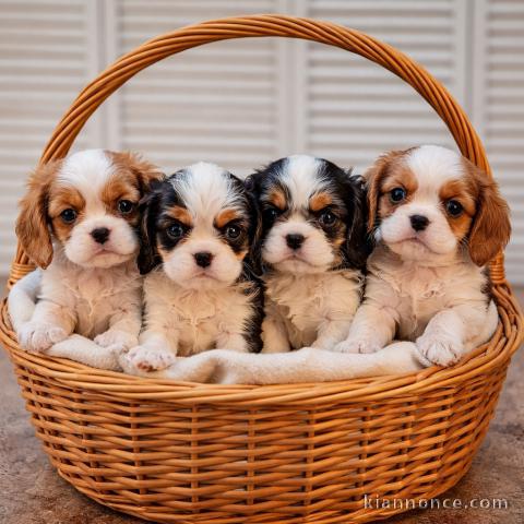 adoption chiot cavalier king charle disponible 