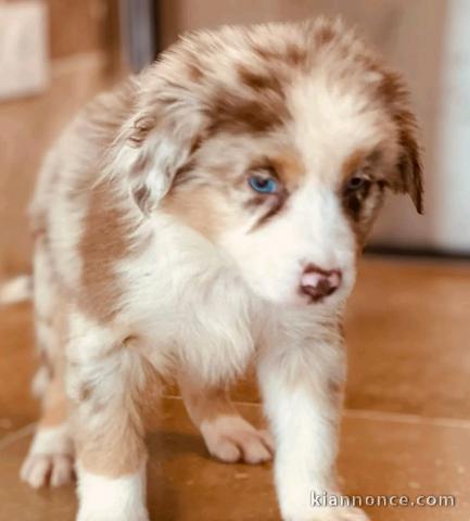 magnifique chiot berger australien 