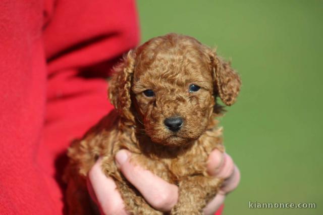chiot type caniche à vendre 