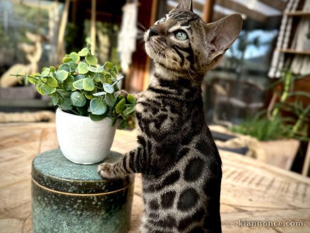 Bengal chaton a donner 