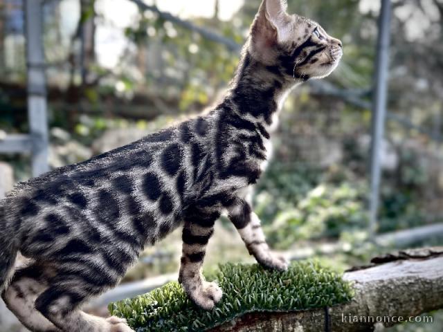 chaton Bengal disponible pour adoption 