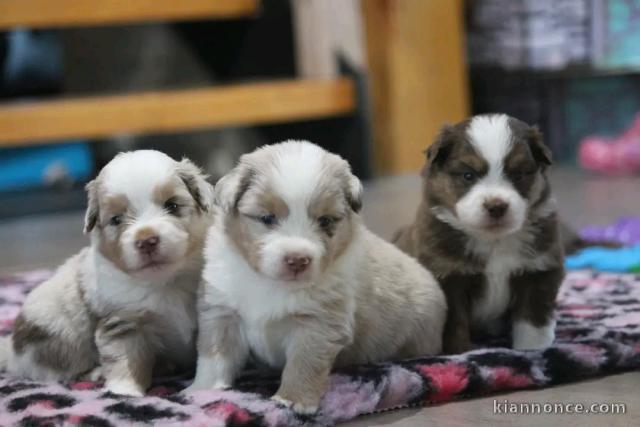 chiot berger australien disponible 