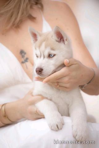 je vends mon chiot husky sibérien 
