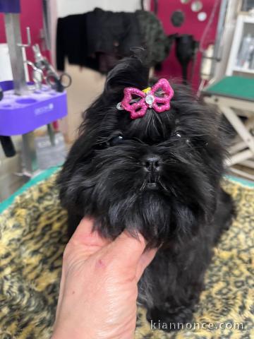 chiot type Shih Tzu pour adoption 