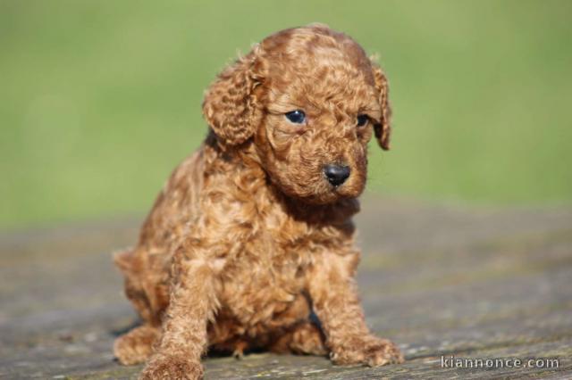 chiot caniche disponible pour adoption 