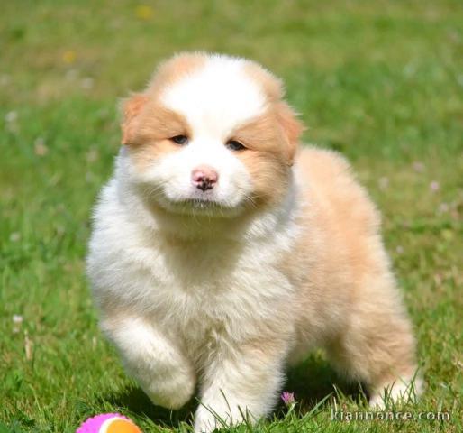 magnifique chiot type berger australien mâle à donner 