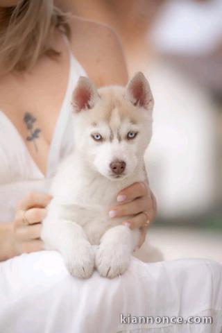 je donne chiot husky sibérien 