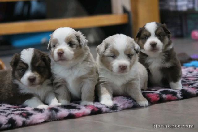 chiot berger australien disponible 