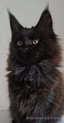 chaton maine coon disponible pour adoption 