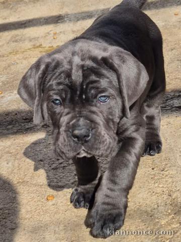 chiot Cane Corso disponible pour adoption 