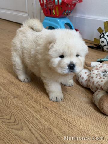 je chiot chow chow disponible 