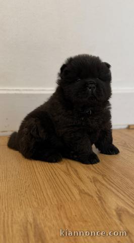 je donne chiot chow chow disponible 