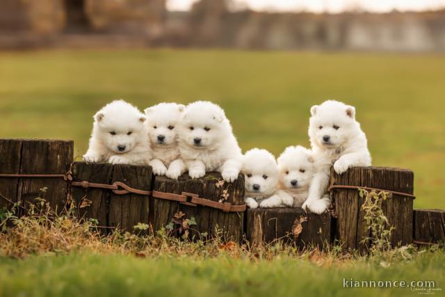Dons bébé chiot samoyède 
