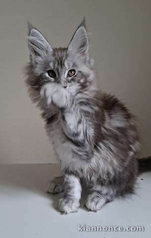 urgent chaton maine coon adopter 