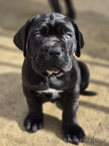 magnifique chiot Cane Corso disponible 