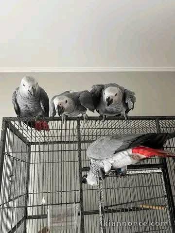 Dons perroquet gris du Gabon 