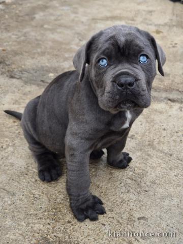 à donner mâle chiot Cane Corso disponible 