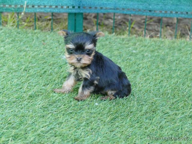 chiot Yorkshire terrier disponible à donner 