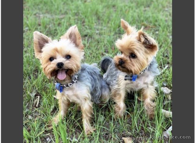 Chiots 🐶 yorkshire à donner 