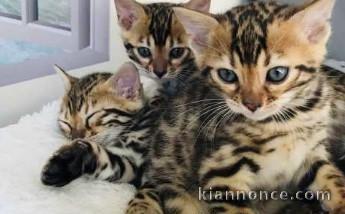 Magnifique Chatons 🐈‍⬛ à donner 