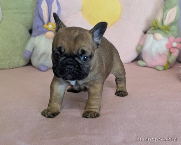 chiot bouledogue français à donner 