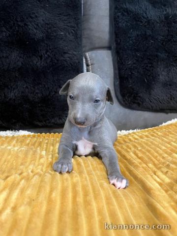 chiot disponible pour adoption 