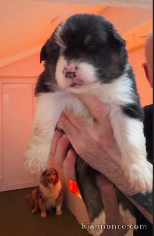 chiot berger australien disponible 