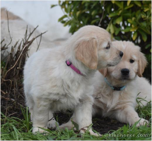 chiot golden retriever mâle a donner 