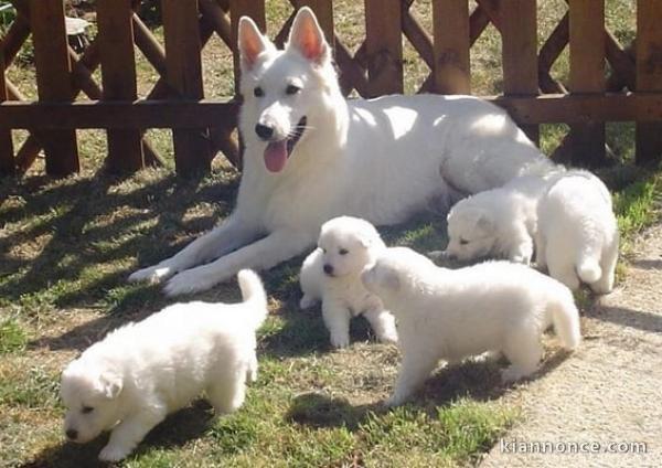 magnifique chiot berger blanc suisse 