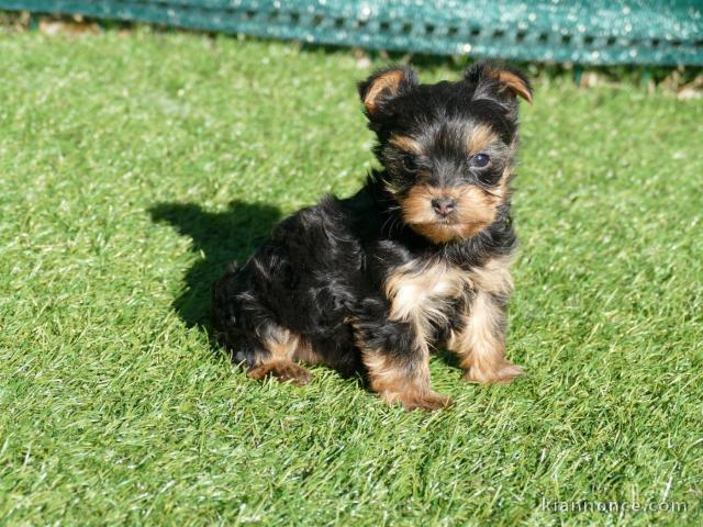chiot Yorkshire terrier femelle 