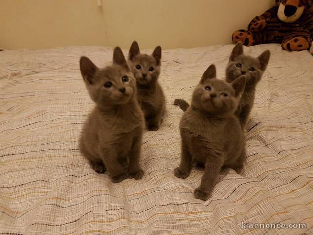 je donne chaton bleu russe 