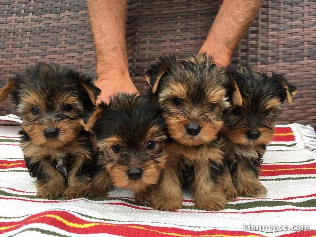 Chiot Yorkshire terrier femelle 