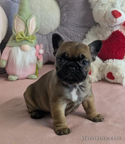 Chiot bouledogue français disponible 