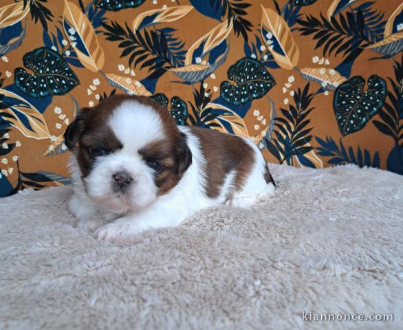Chiot Shih Tzu a donner 