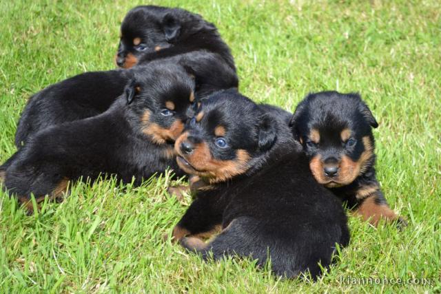 Magnifique chiot rottweiler disponible 