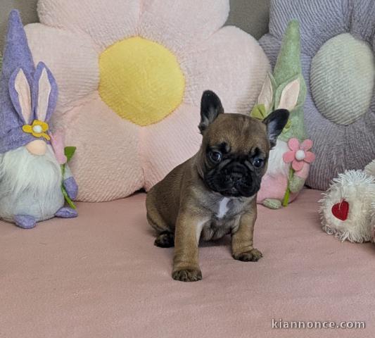 Chiot bouledogue français à donner 
