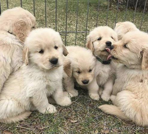 Chiots 🐶 goldens retriever à donner 